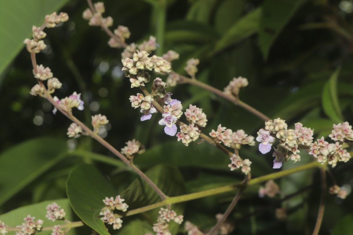 Vitex altissima L.f.